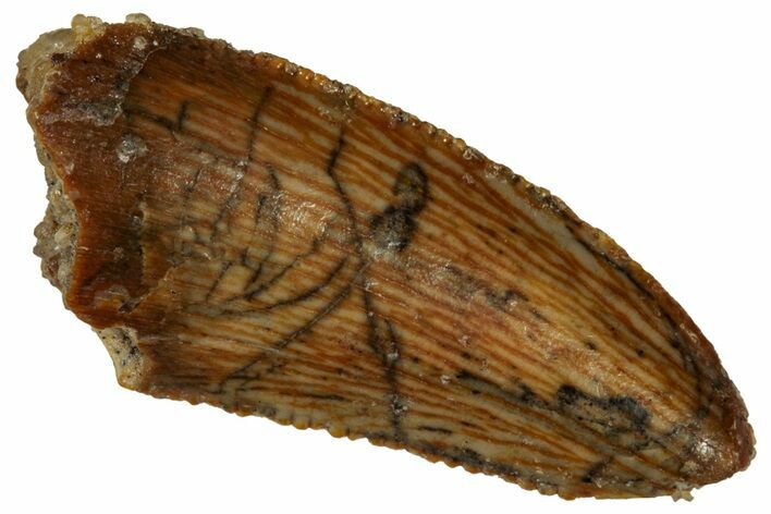 Serrated Raptor Tooth - Real Dinosaur Tooth #333352